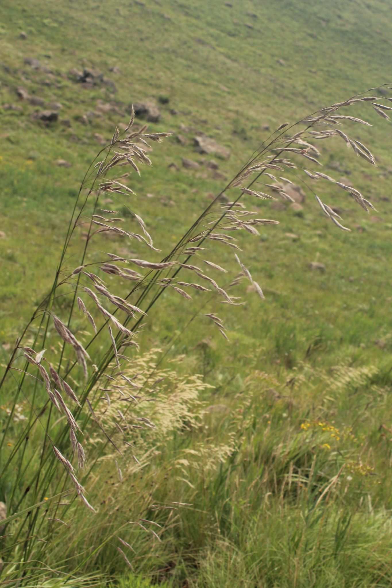 Bromus sp.