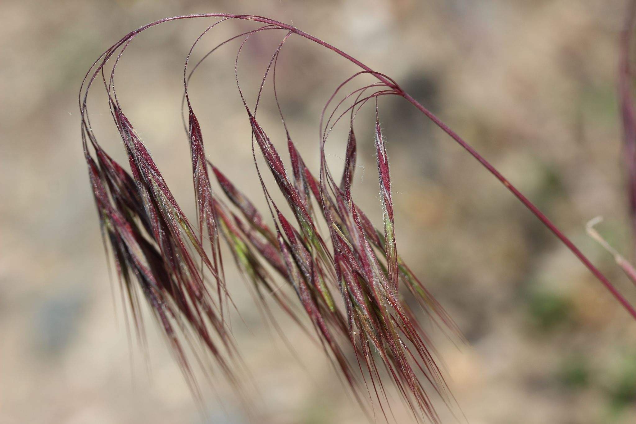 Bromus tectorum