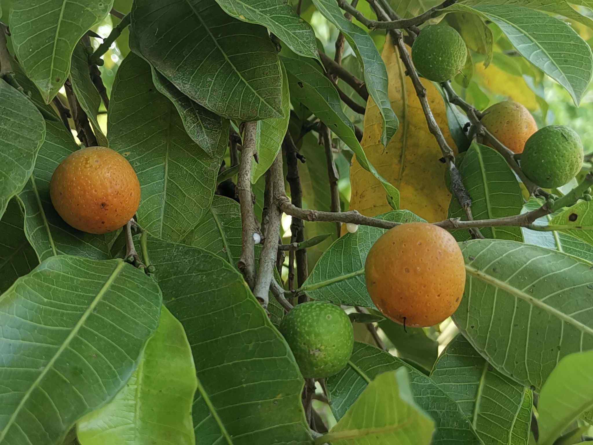 Brosimum alicastrum