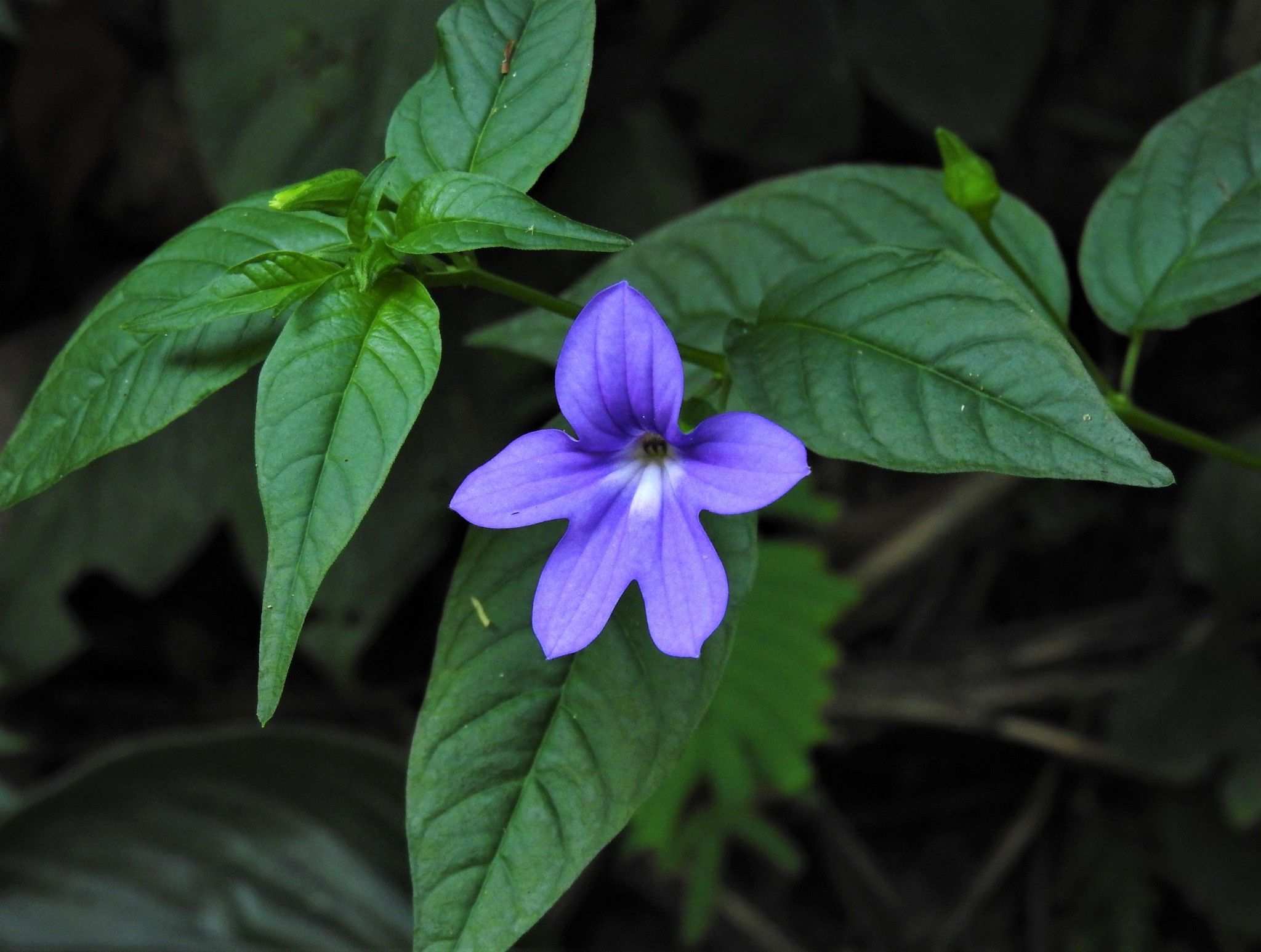 Browallia speciosa