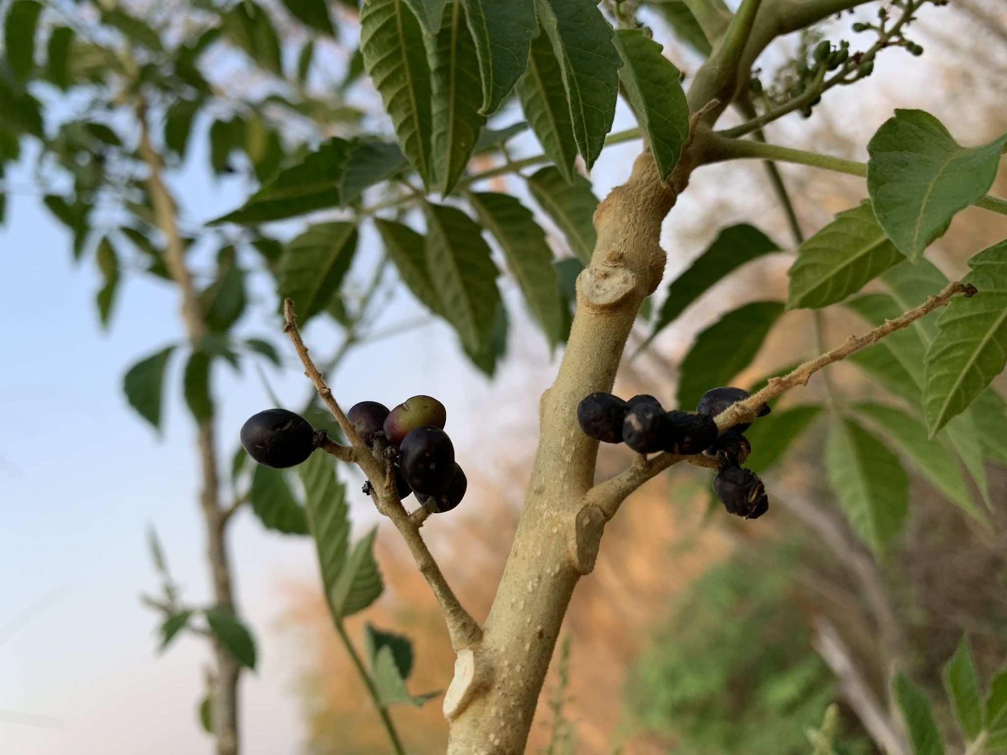Brucea javanica