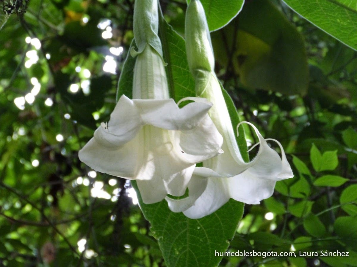Brugmansia arborea
