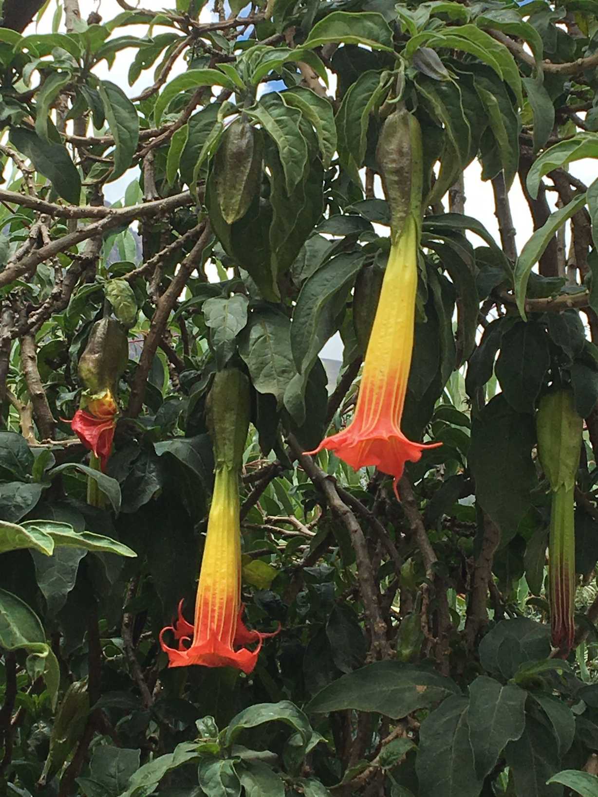 Brugmansia sanguinea