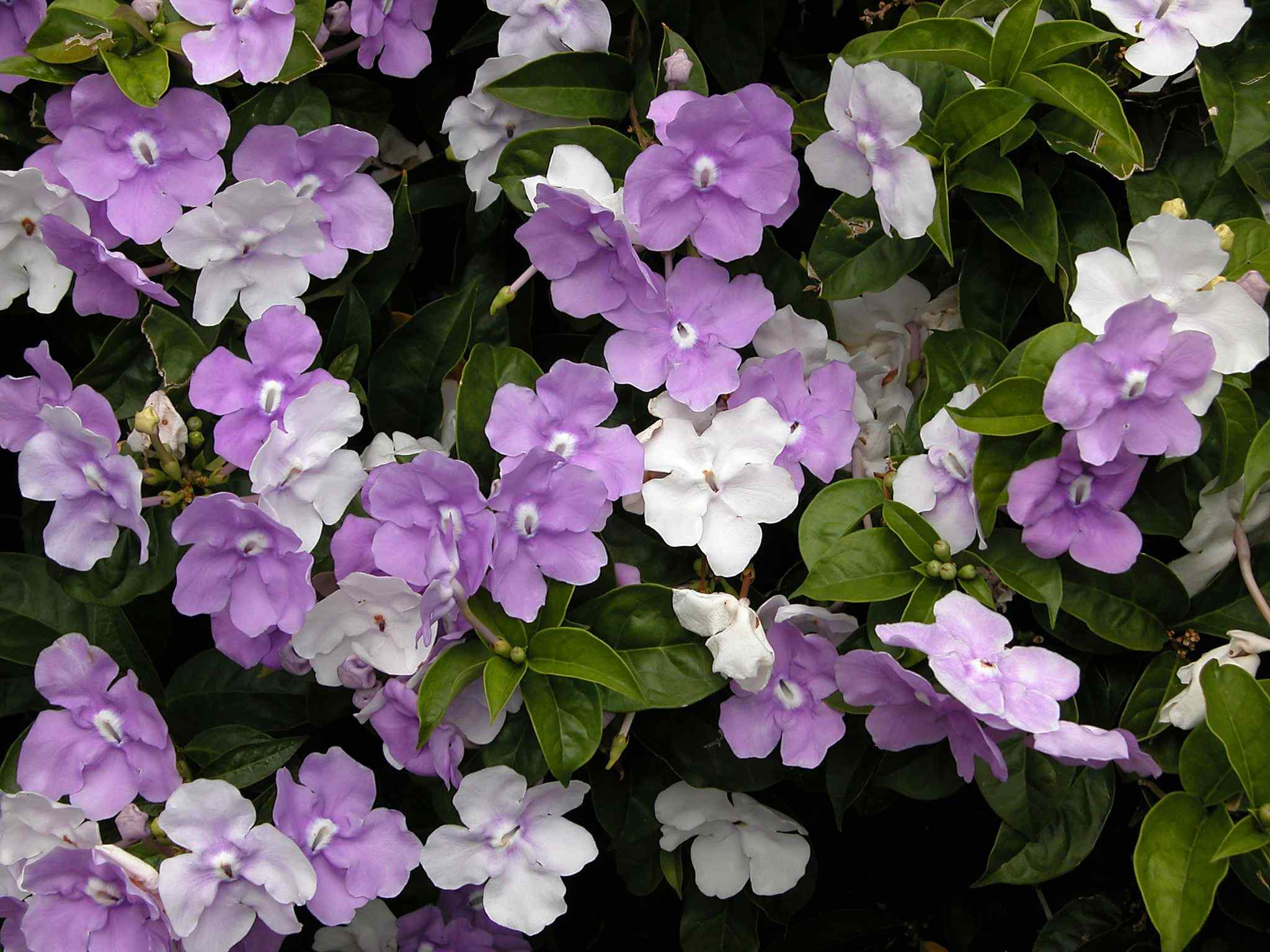 Brunfelsia