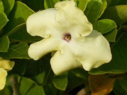 Brunfelsia lactea