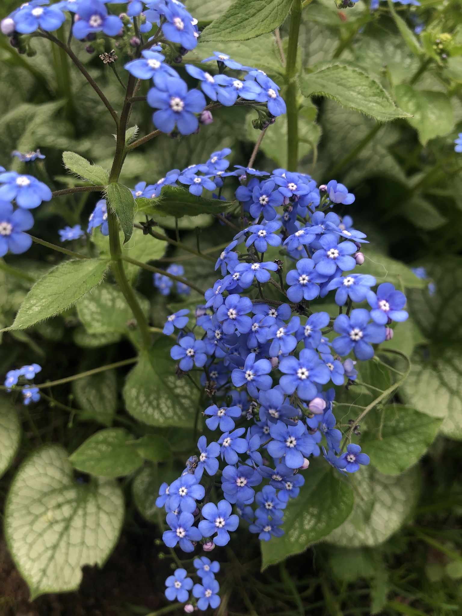 Brunnera macrophylla