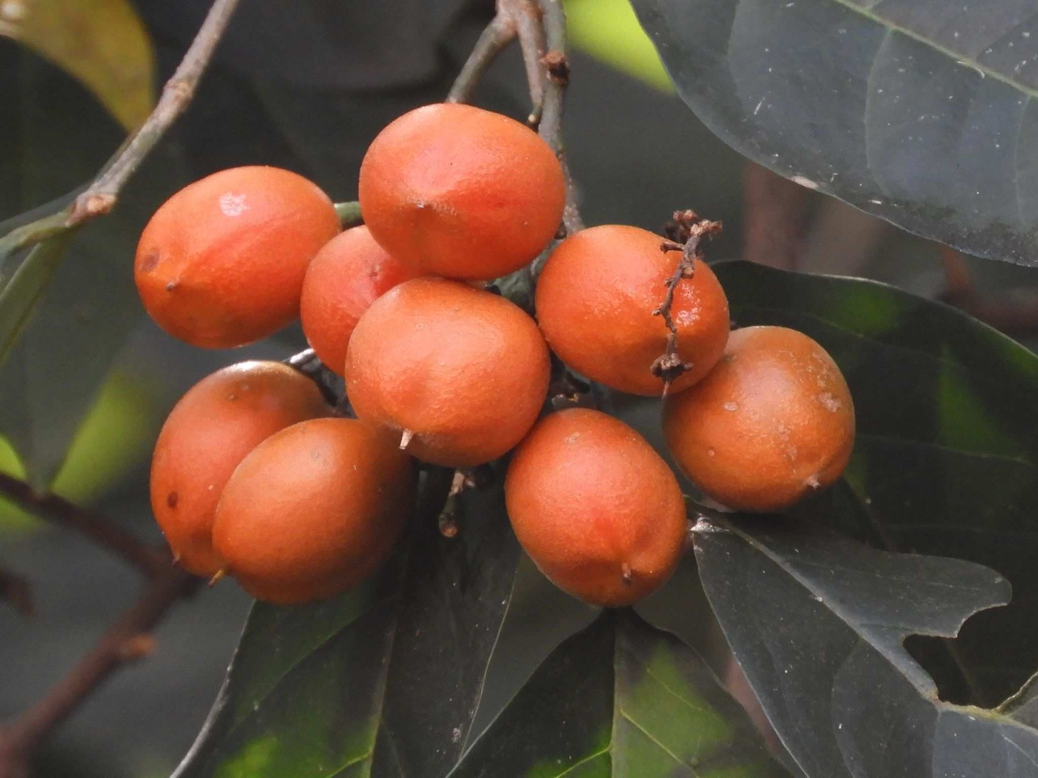 Bunchosia armeniaca