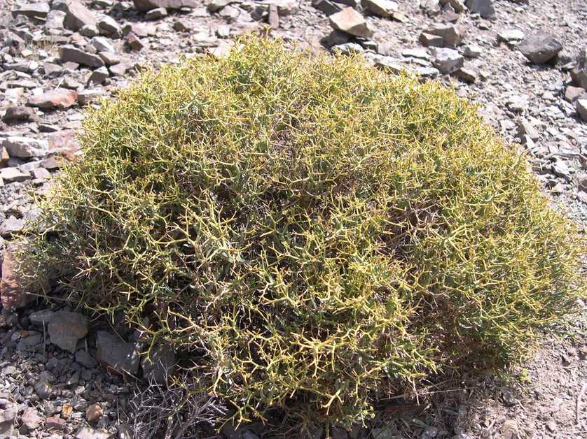 Bupleurum sp.