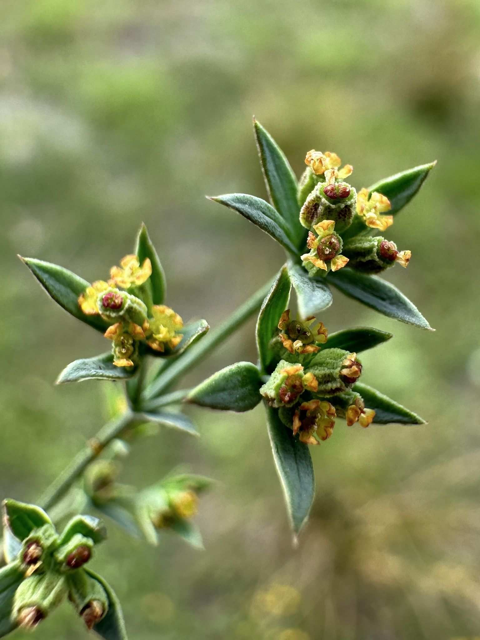 Bupleurum tenuissimum
