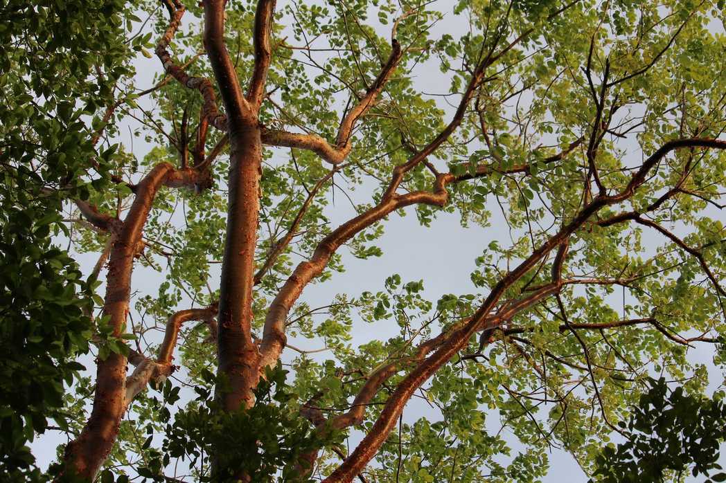 Bursera