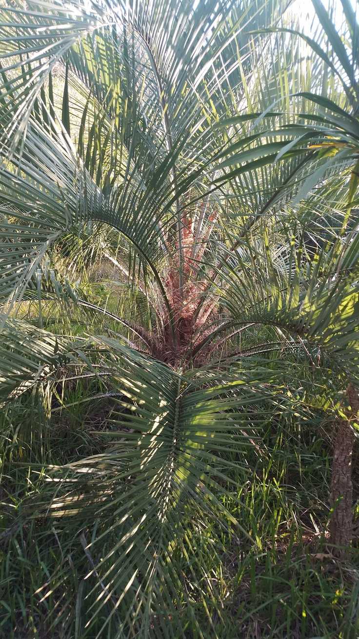 Butia eriospatha