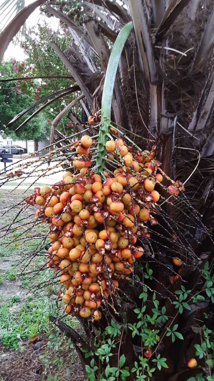 Butia odorata