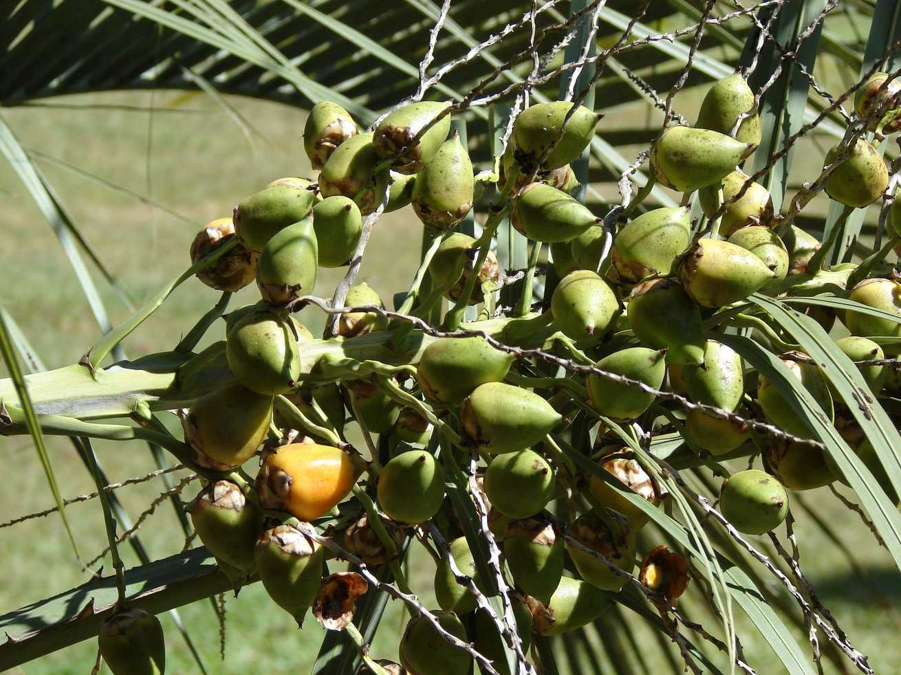 Butia yatay
