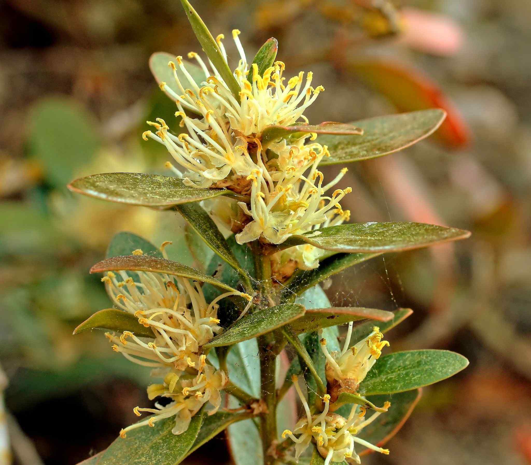 Buxus balearica
