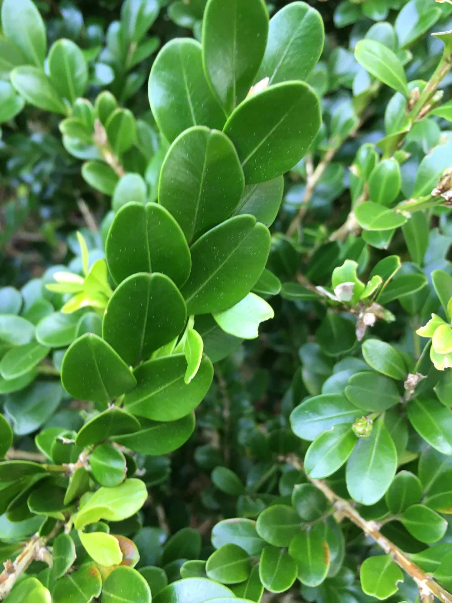 Buxus microphylla
