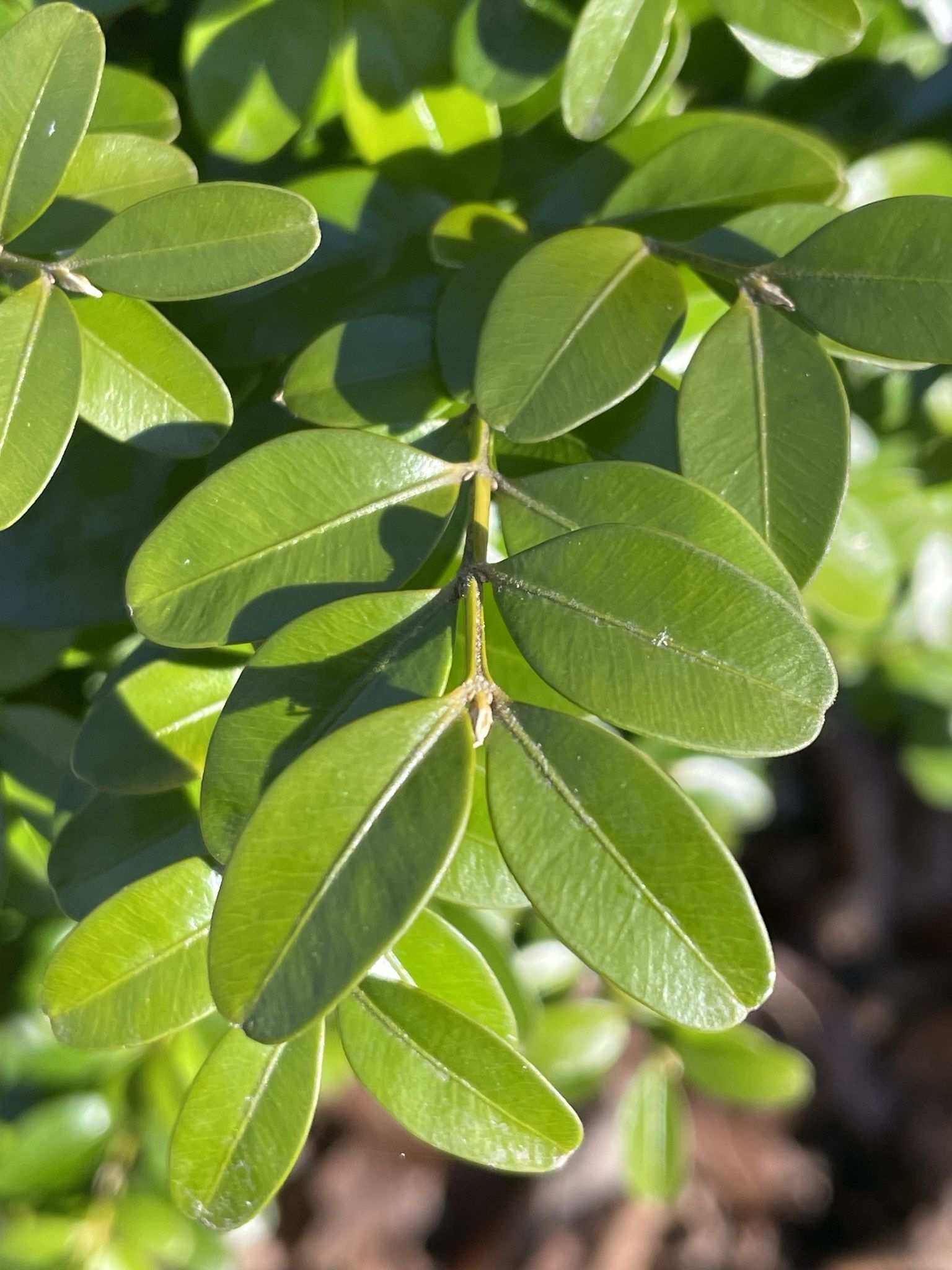 Buxus sempervirens