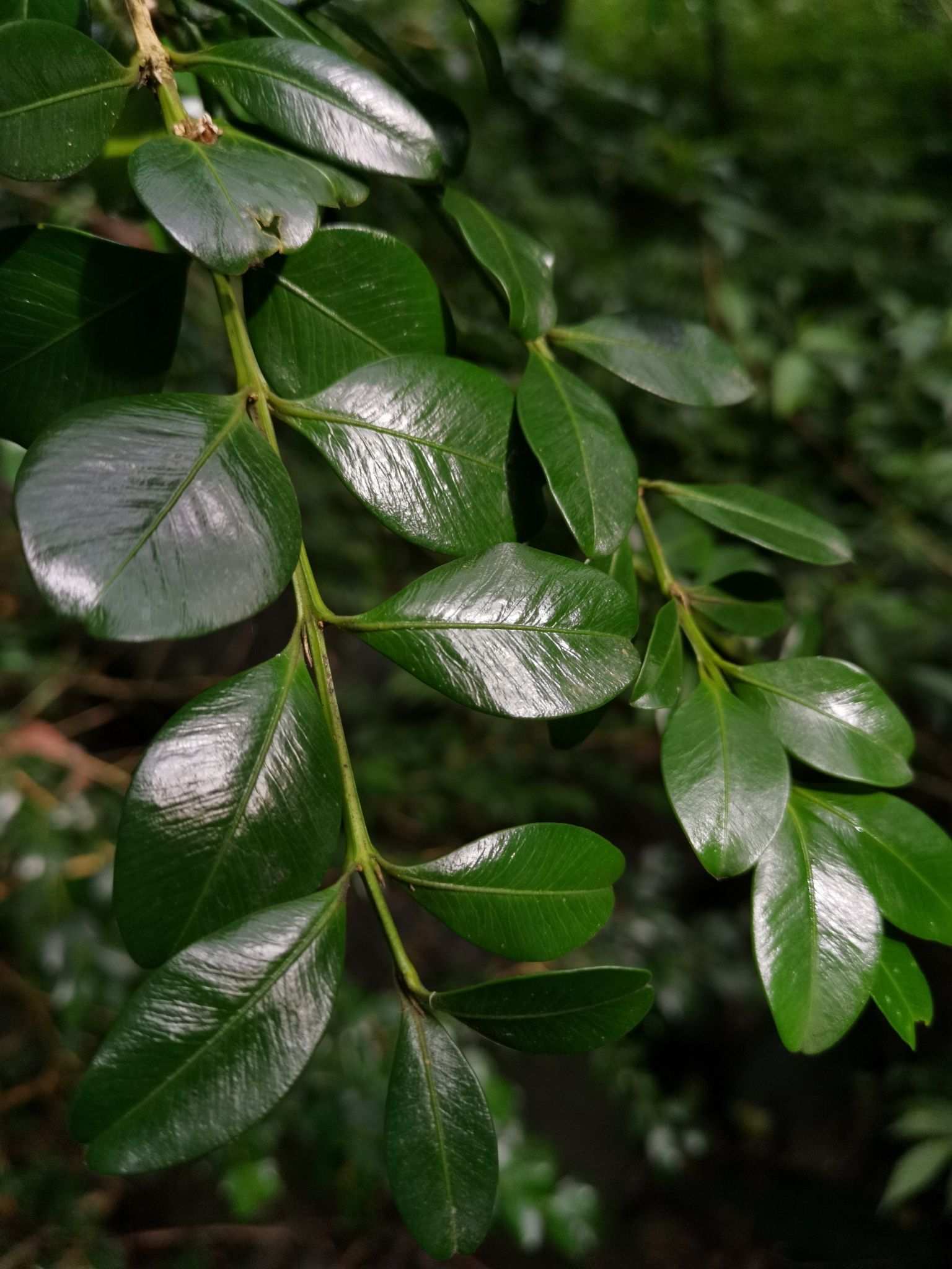 Buxus sinica