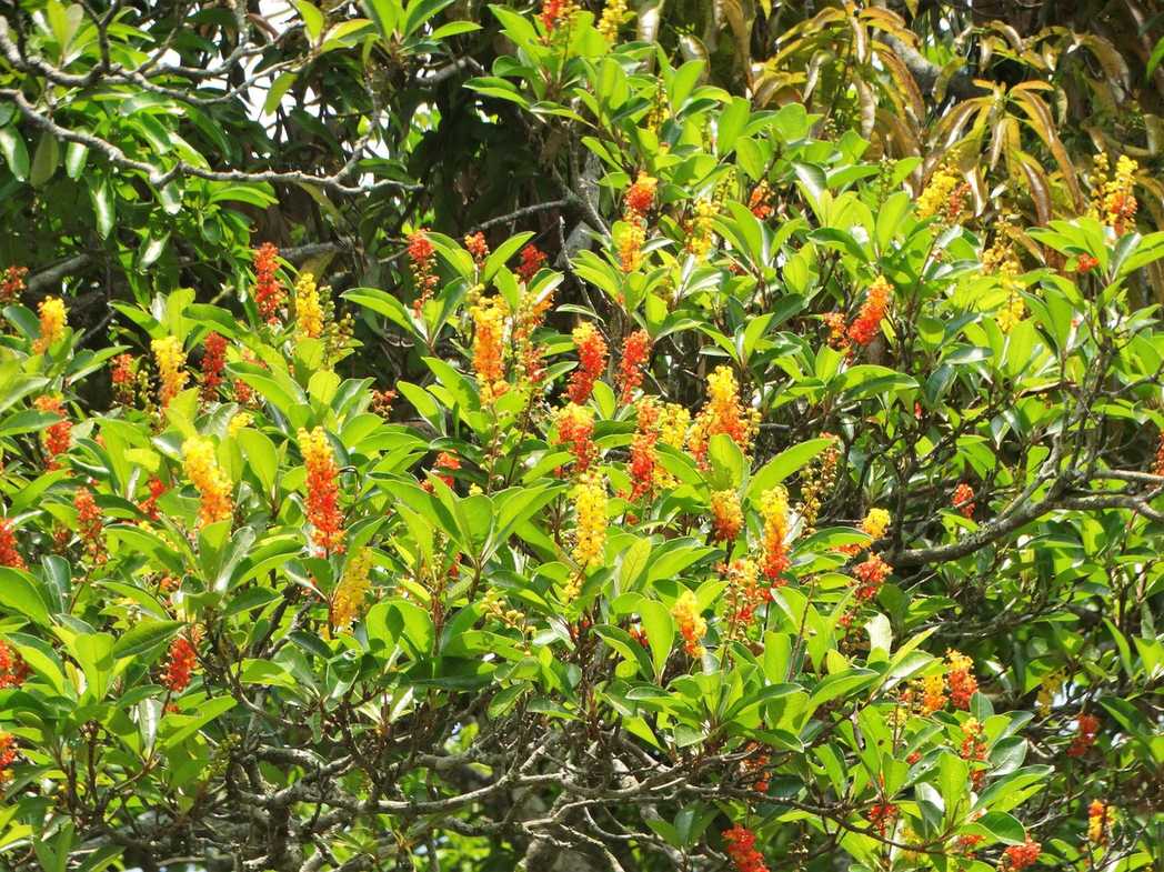 Byrsonima crassifolia
