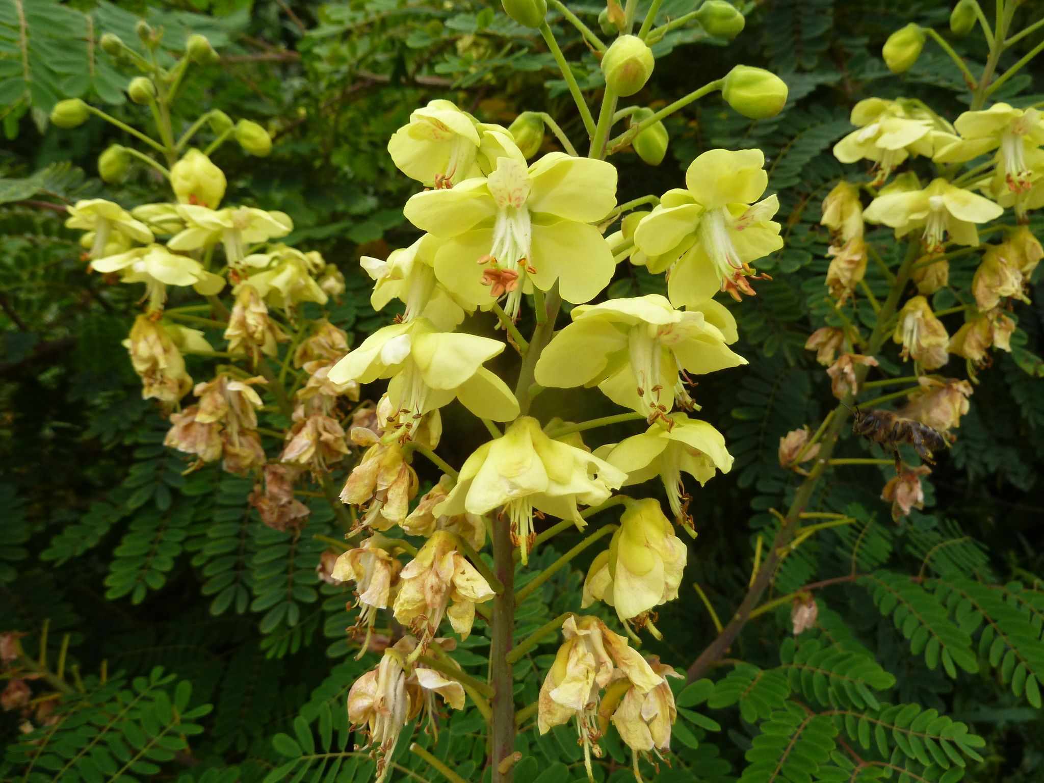 Caesalpinia sepiaria