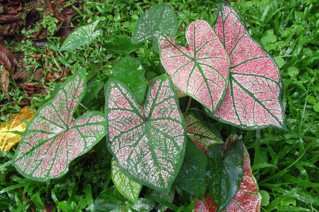 Caladium