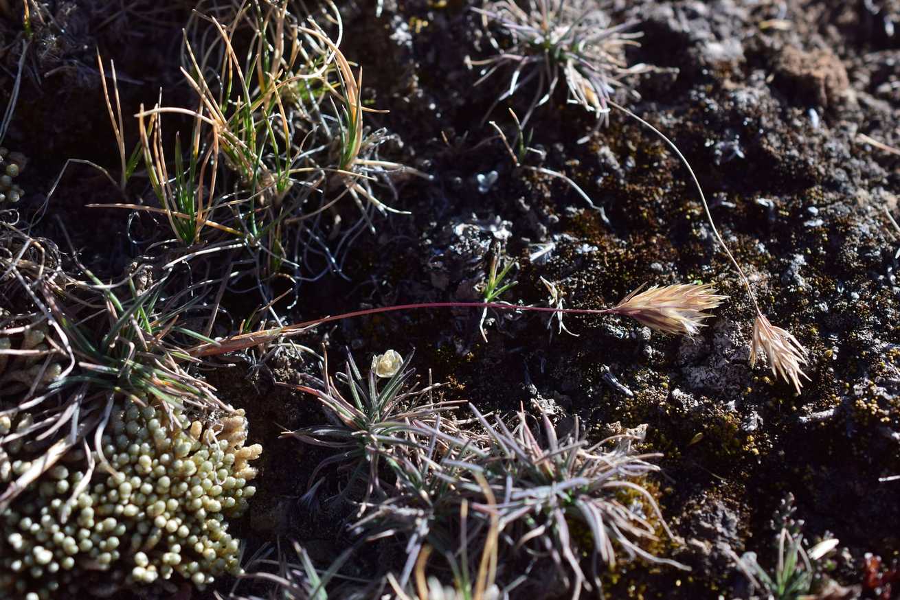 Calamagrostis sp.