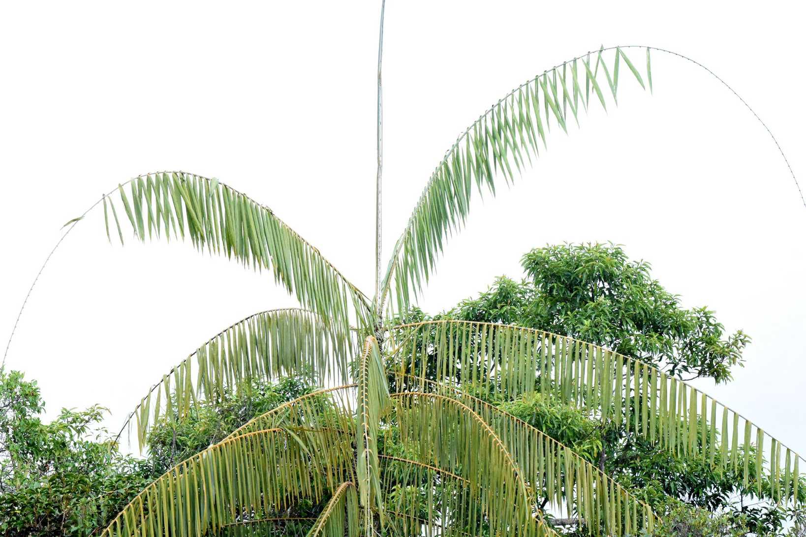 Calamus manan