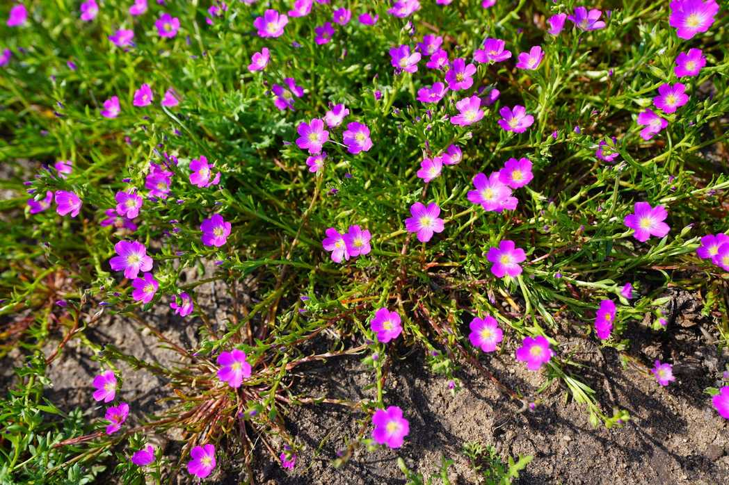 Calandrinia ciliata
