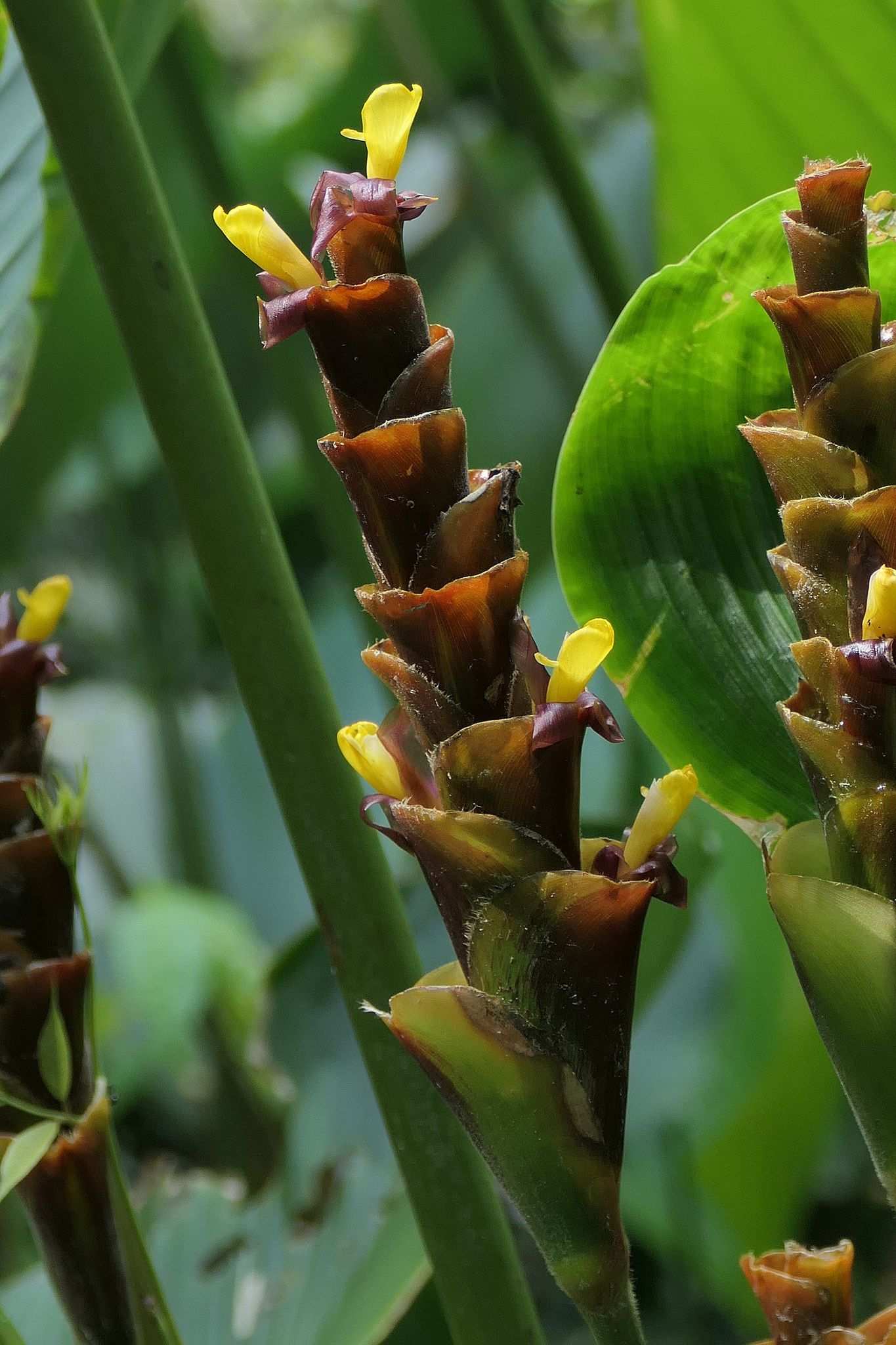 Calathea