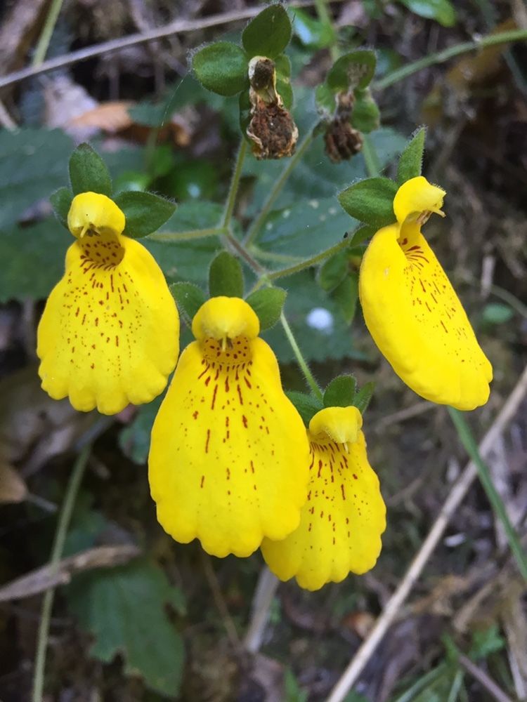 Calceolaria crenatiflora