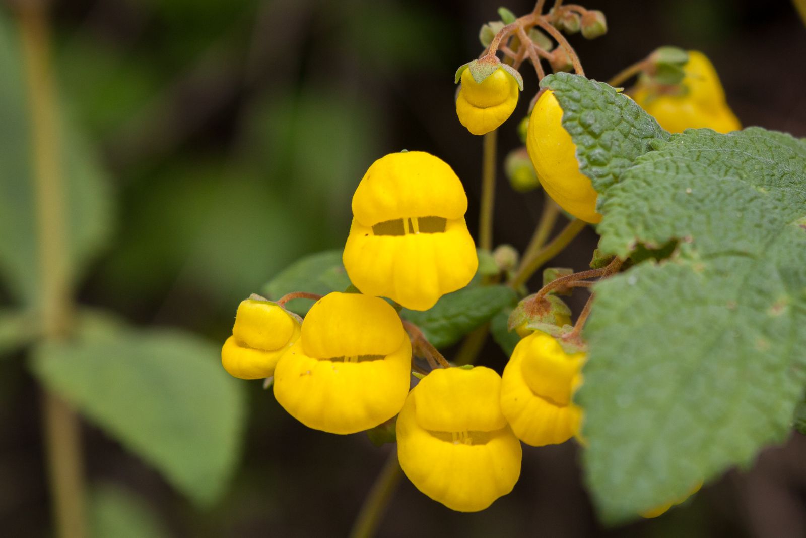 Calceolaria integrifolia