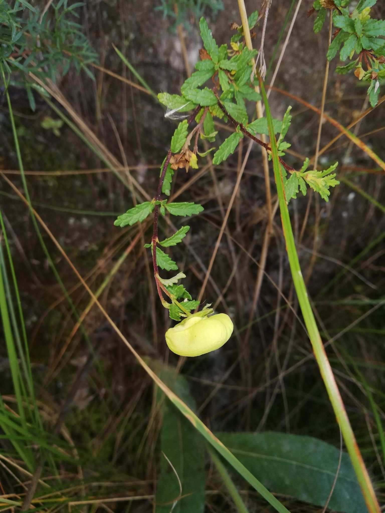 Calceolaria sp.