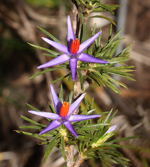 Calectasia cyanea