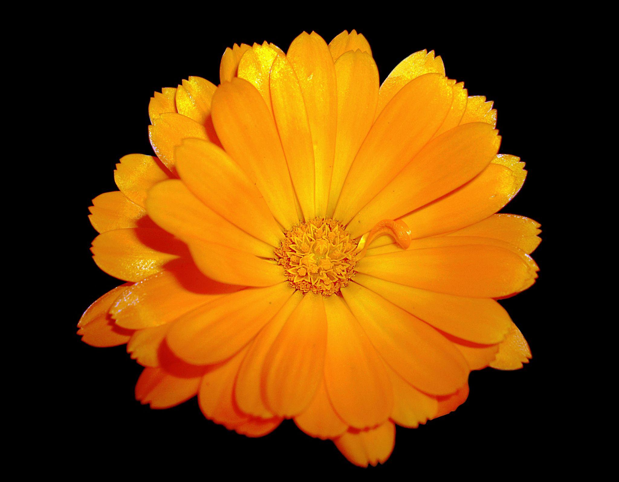 Calendula officinalis