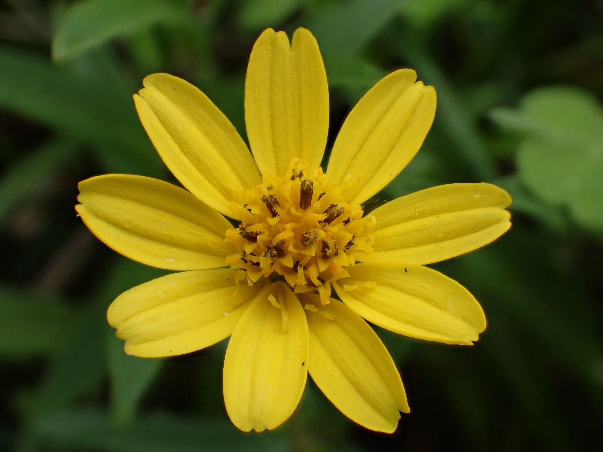 Calendula sp.