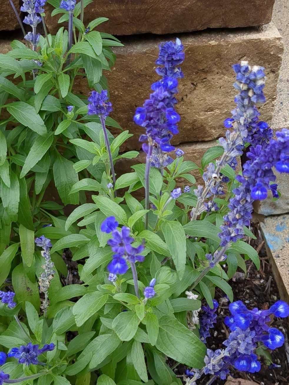 Calibrachoa sp.