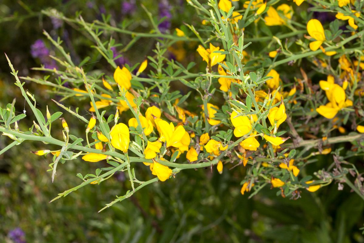 Calicotome spinosa