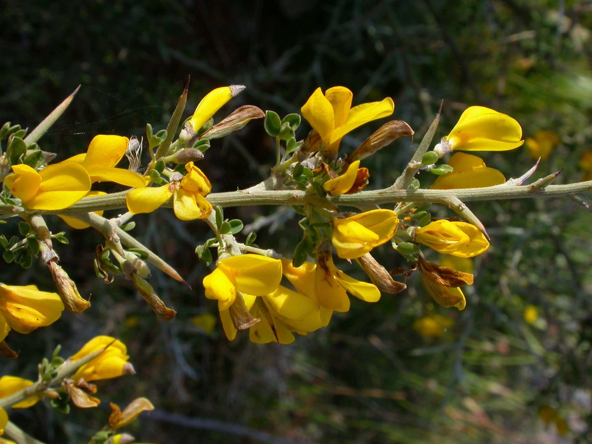 Calicotome villosa