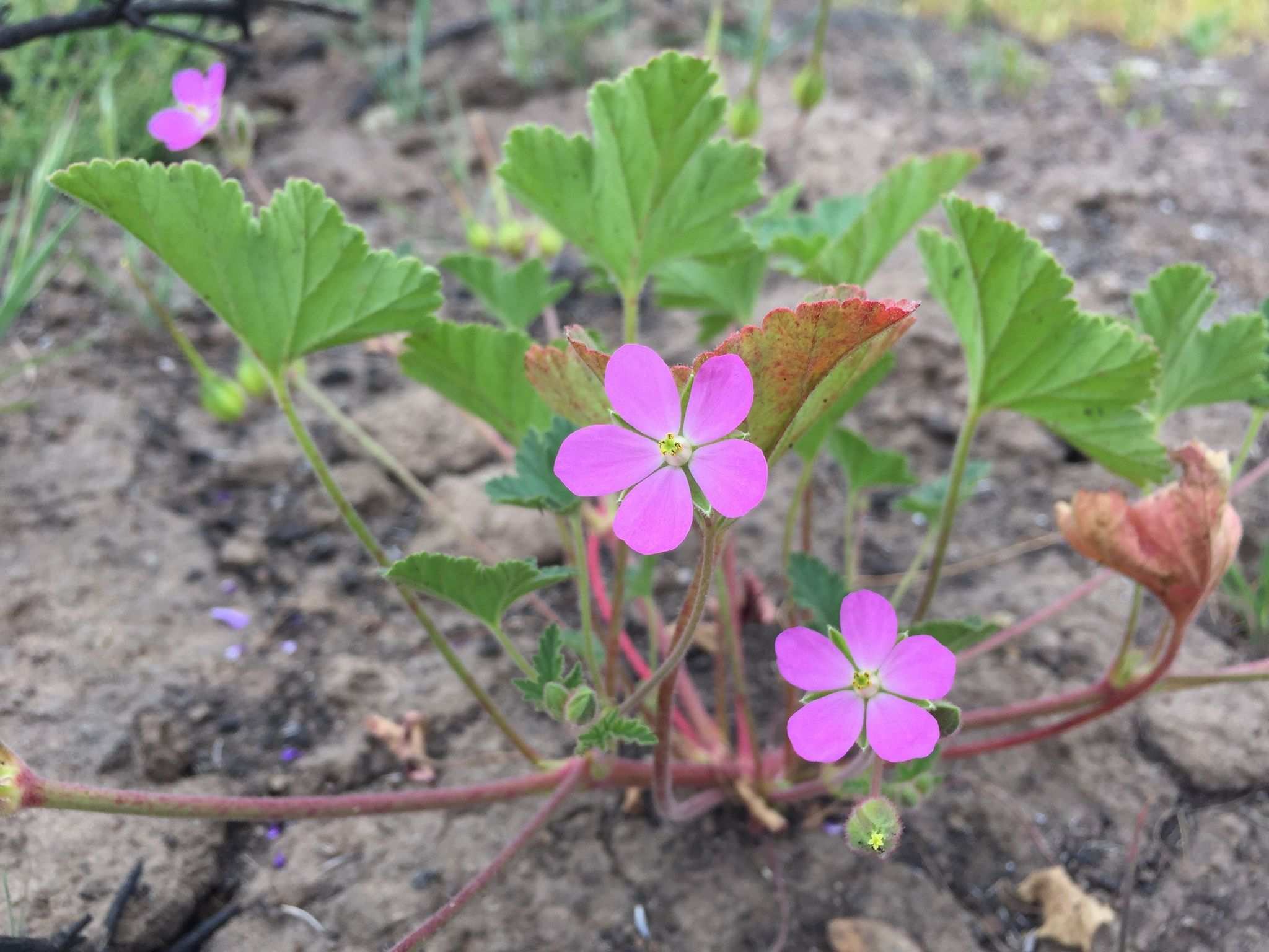 California macrophylla