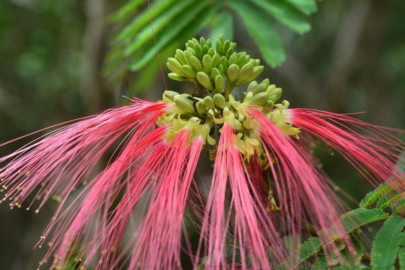 Calliandra calothyrsus