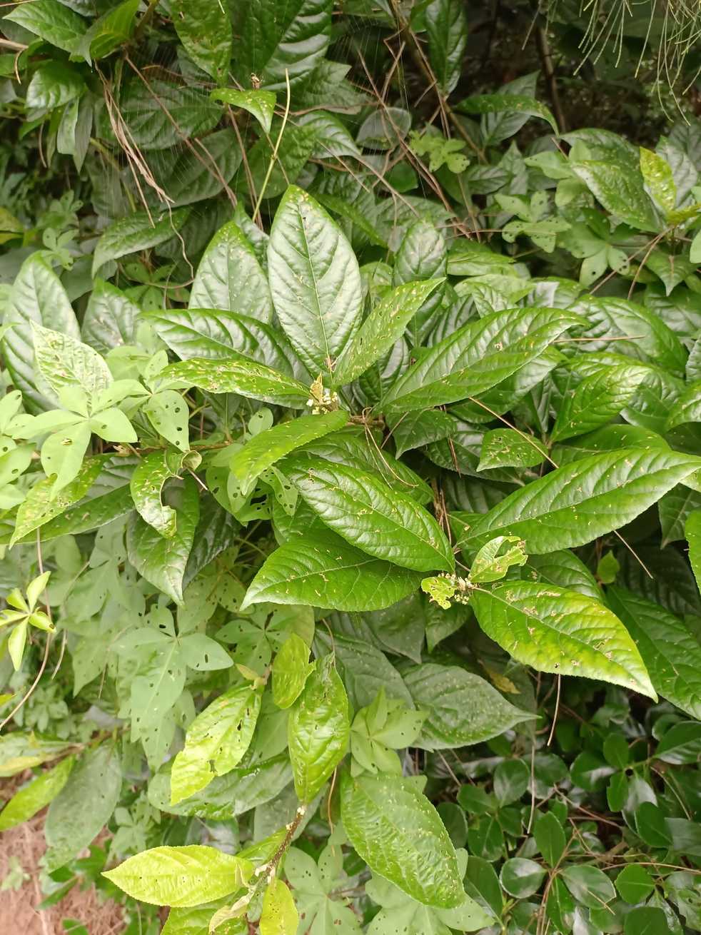 Callicarpa japonica