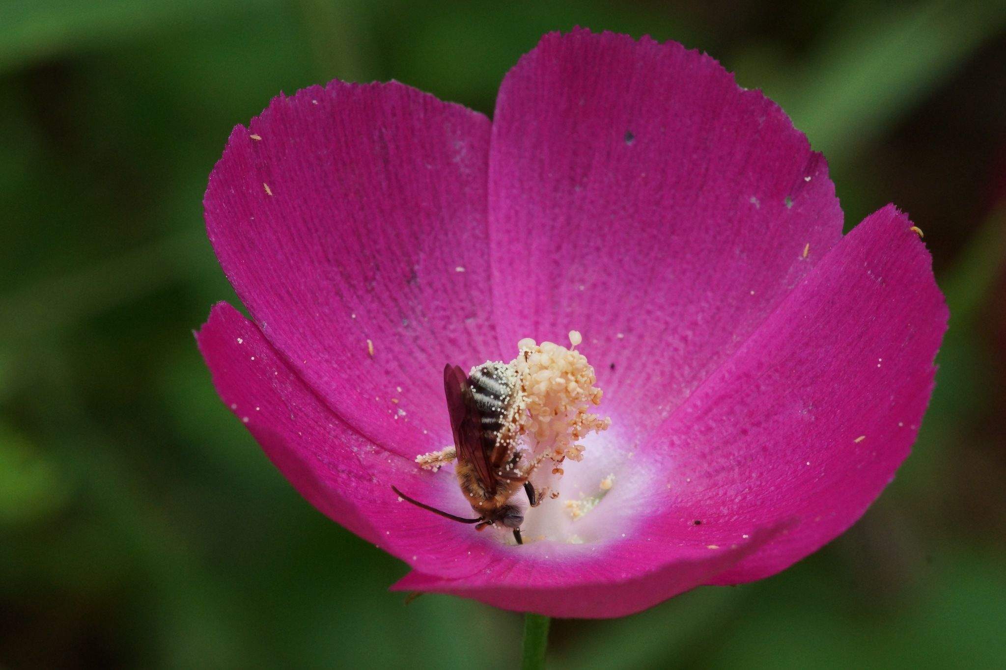 Callirhoe