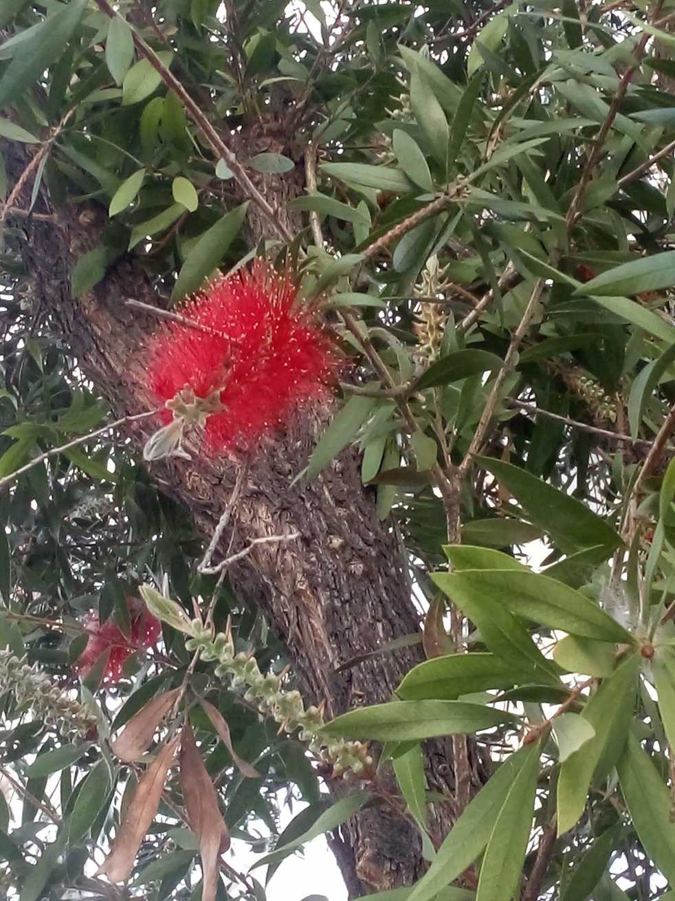 Callistemon