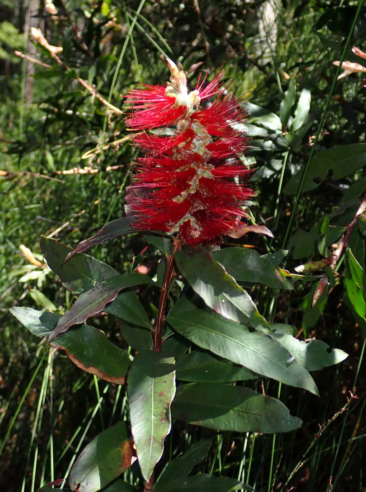Callistemon acuminatus