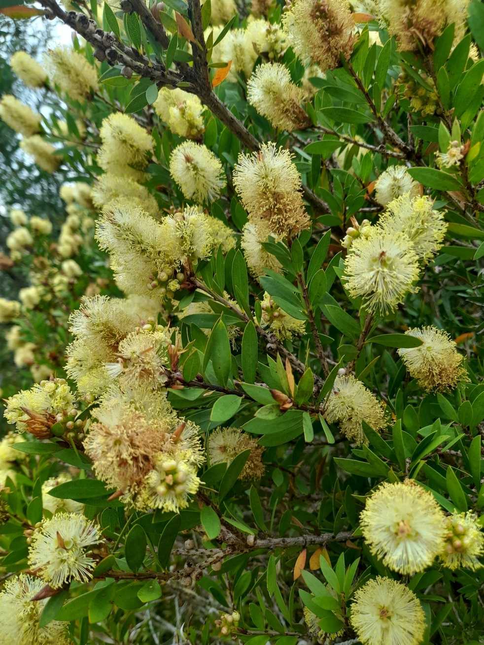 Callistemon pallidus