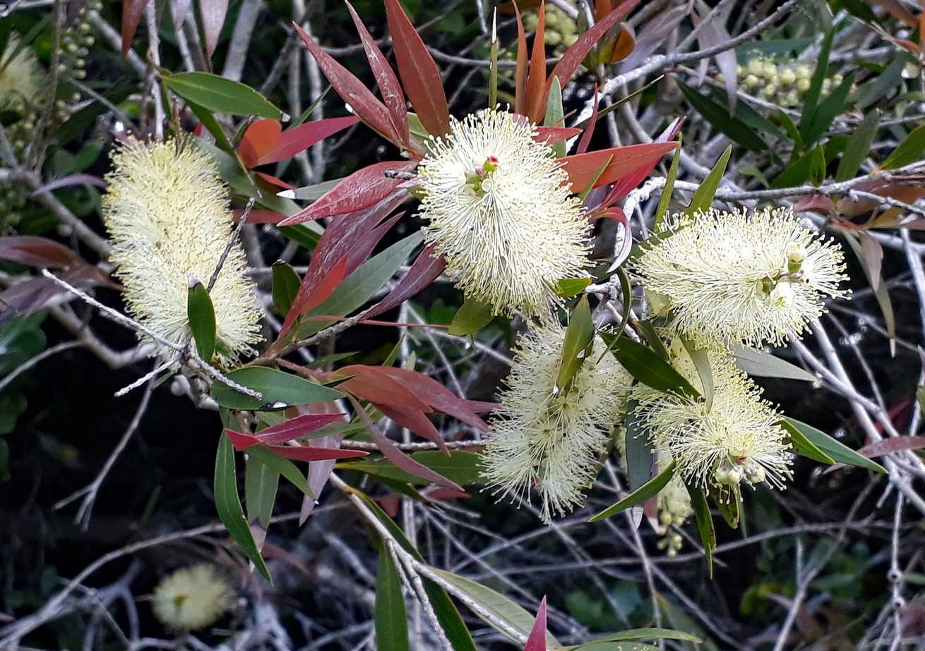 Callistemon salignus