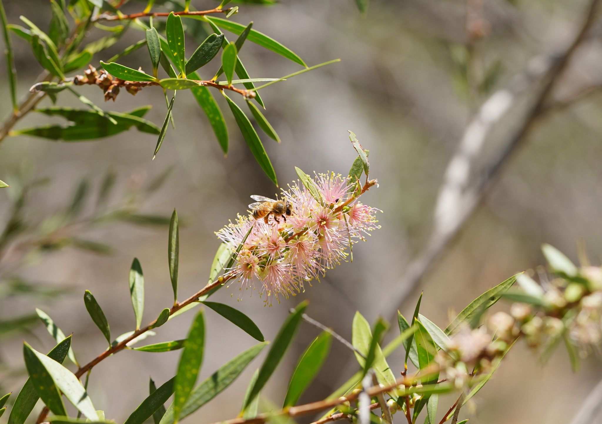 Callistemon sieberi