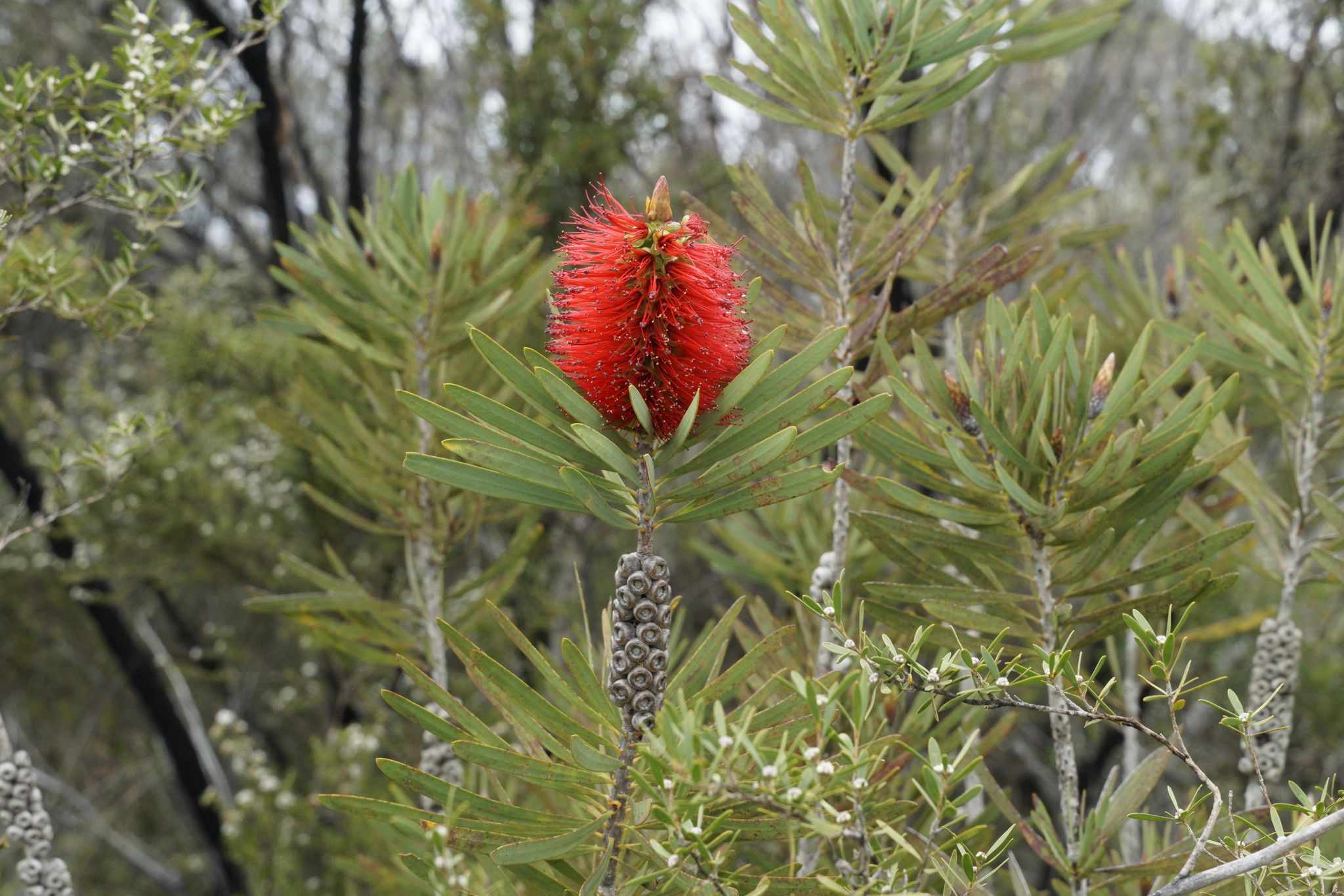 Callistemon sp.