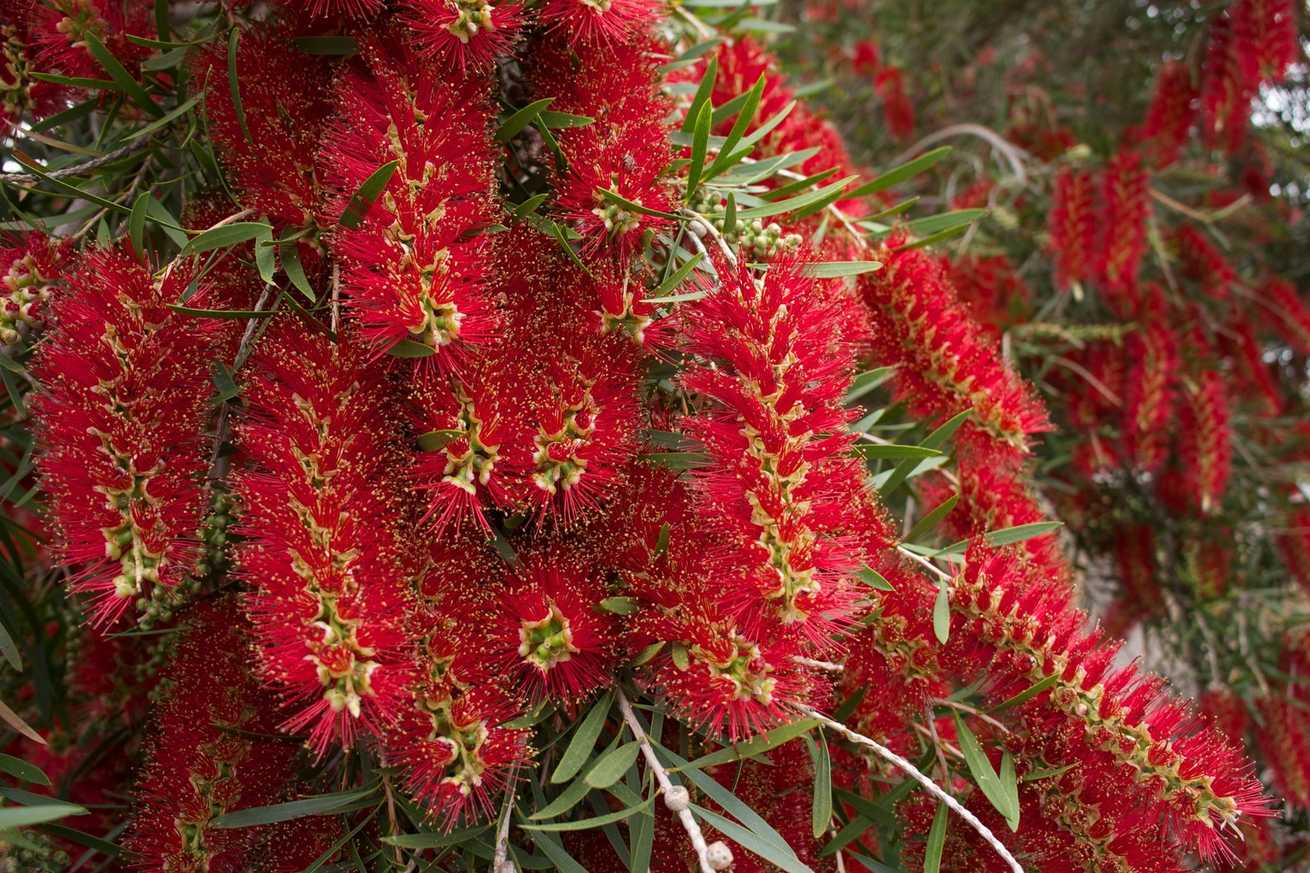 Callistemon viminalis