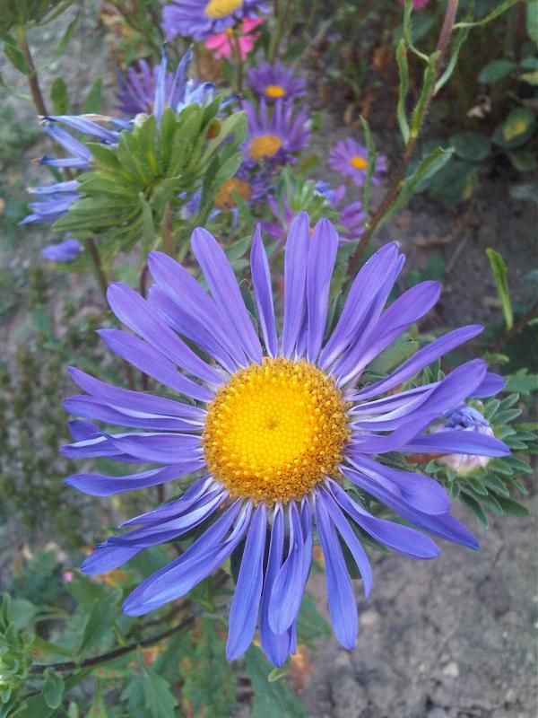 Callistephus chinensis