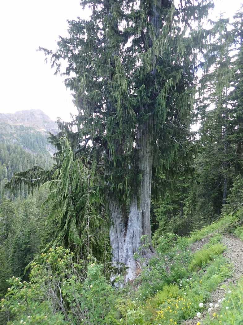 Callitropsis nootkatensis